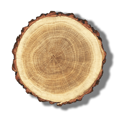 Una sezione trasversale di un tronco d'albero che mostra gli anelli di crescita e la corteccia intorno al bordo, vista dall'alto su uno sfondo bianco, che cattura perfettamente la bellezza naturale alla base della lavorazione artigiana legno e delle porte artigianali in legno.